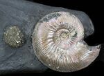 Iridescent Ammonite Fossils Mounted In Shale - x #38221-2